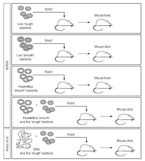 678_DNA transforms bacteria.png